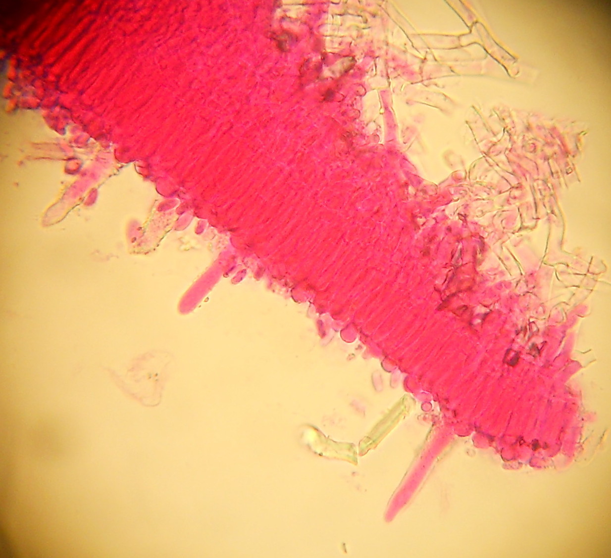 da determinare (Phanerochaete sordida)